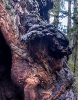 2026-Redwood Walk-03074