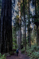 2026-Redwood Walk-03072