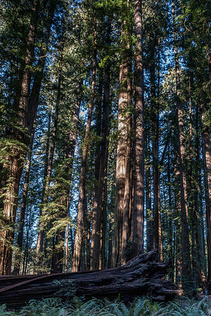 2026-Redwood Walk-03069