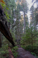 2026-Redwood Walk-03082