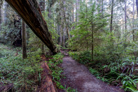 2026-Redwood Walk-03081