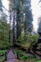 2026-Redwood Walk-03083