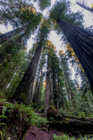 2026-Redwood Walk-03085