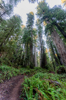 2026-Redwood Walk-03091