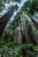 2026-Redwood Walk-03095
