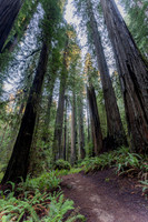 2026-Redwood Walk-03093