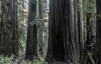 2026-Redwood Walk-03097