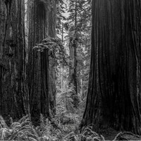 2026-Redwood Walk-03098