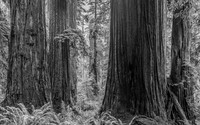 2026-Redwood Walk-03100