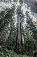 2026-Redwood Walk-03102