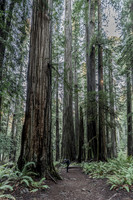2026-Redwood Walk-03103