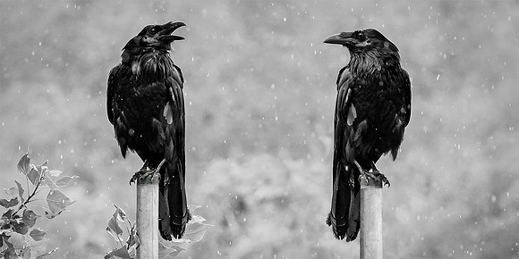 Mirrored Crows-12x6-LowRes