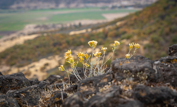 2026 Upper Table Rock-03620
