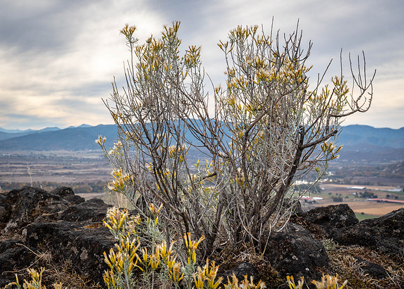 2026 Upper Table Rock-03629
